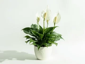 10 Best Low-Light Indoor Plants That Are Almost Impossible to Kill